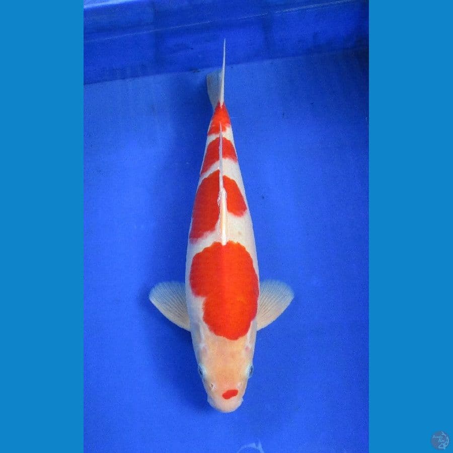 kohaku ±37cm jantan