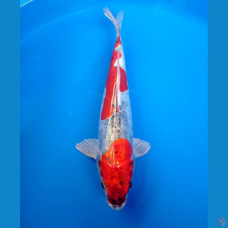 kiko f1 31cm