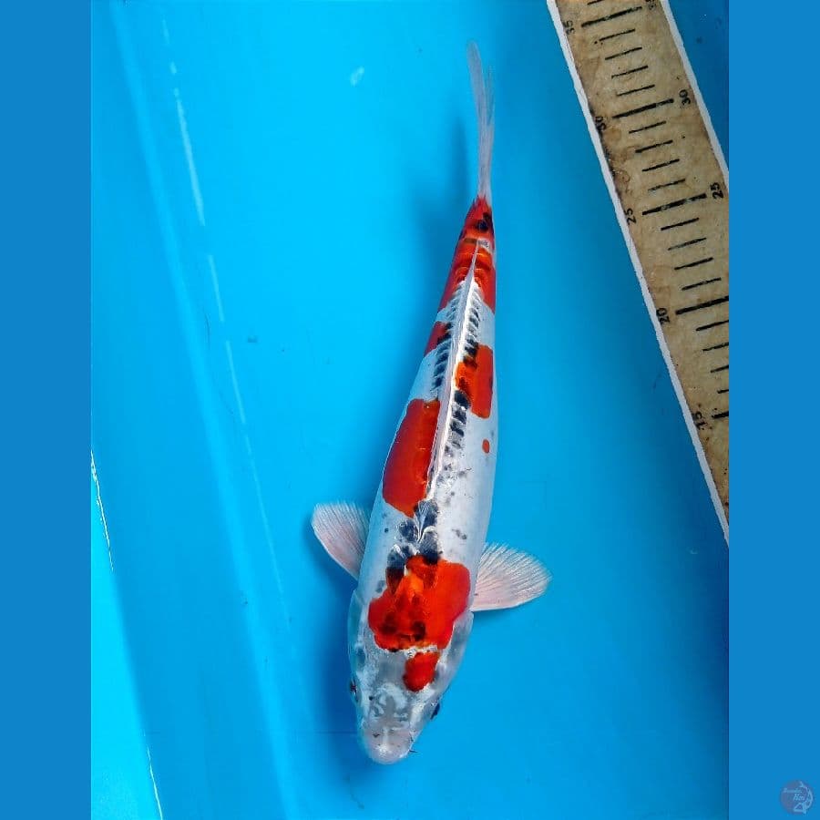 kiko f1 30 cm