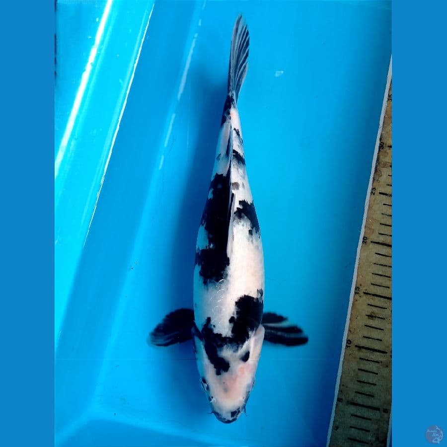 shiro 35 cm