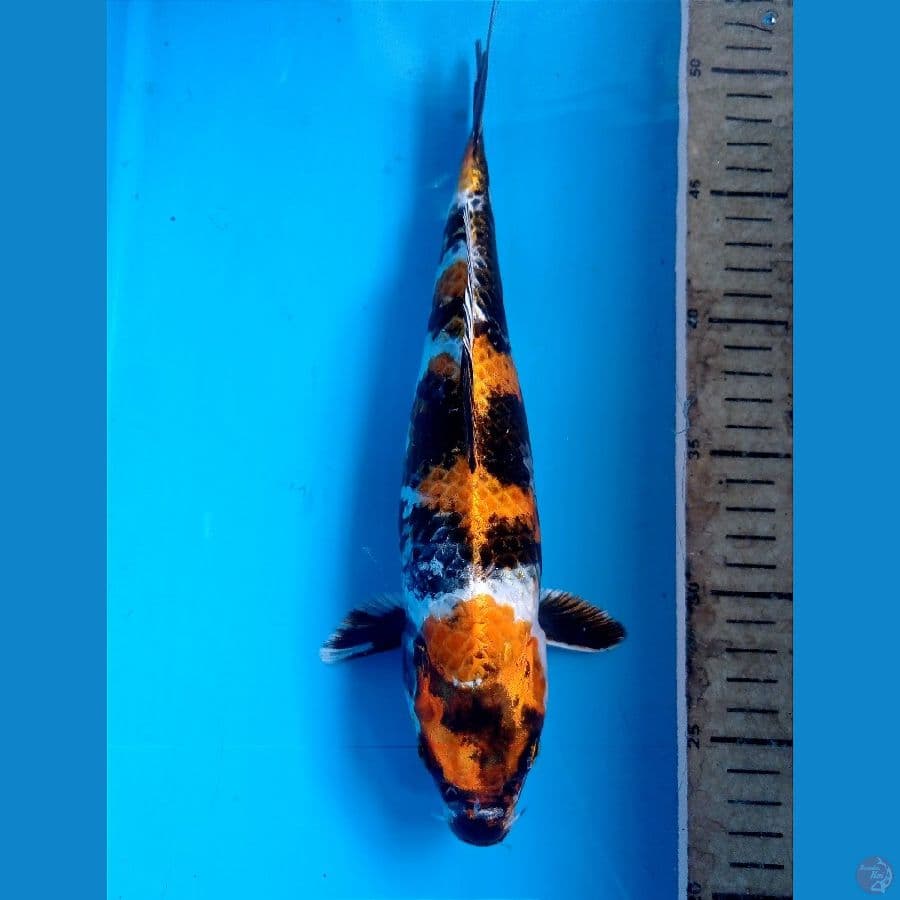 showa hikari 28 cm