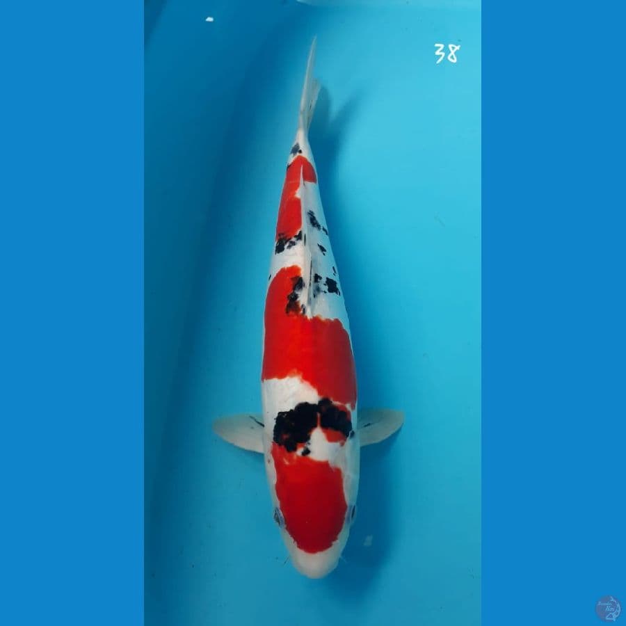sanke doitsu 38cm