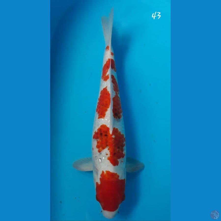 Ai goromo 43cm