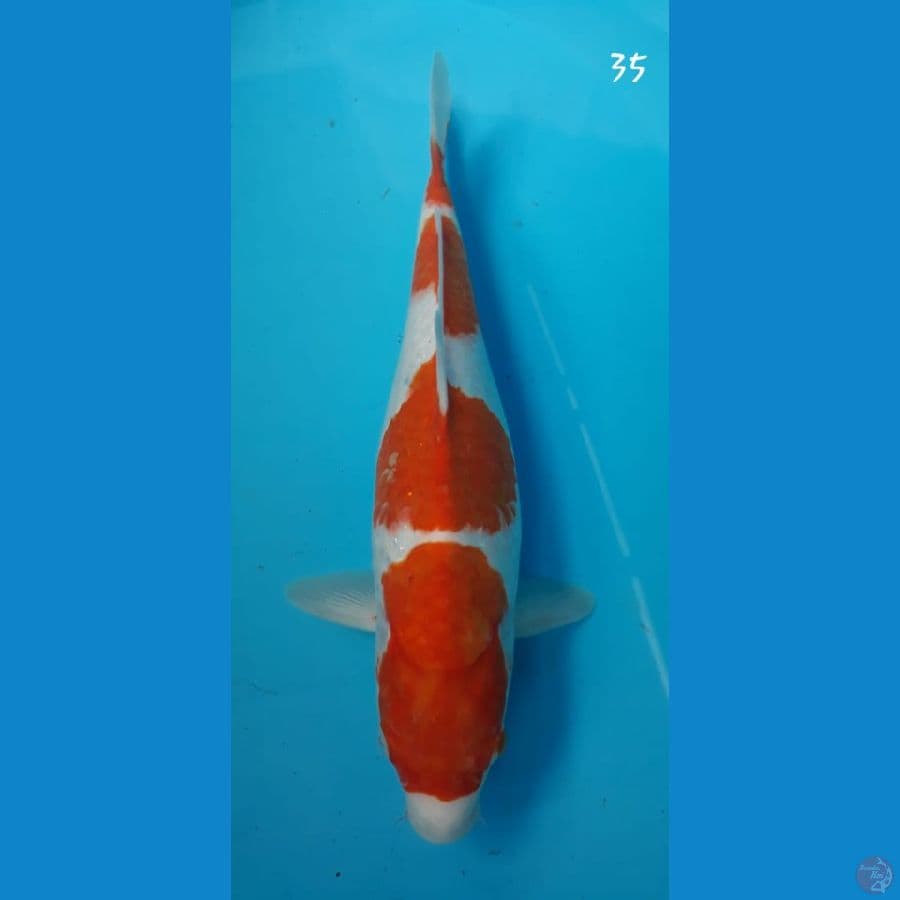 kohaku 35cm