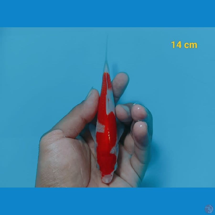 kohaku 14 cm