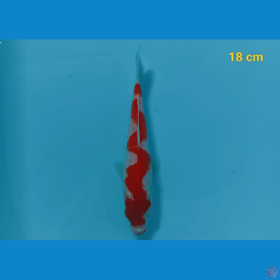 kohaku 18cm