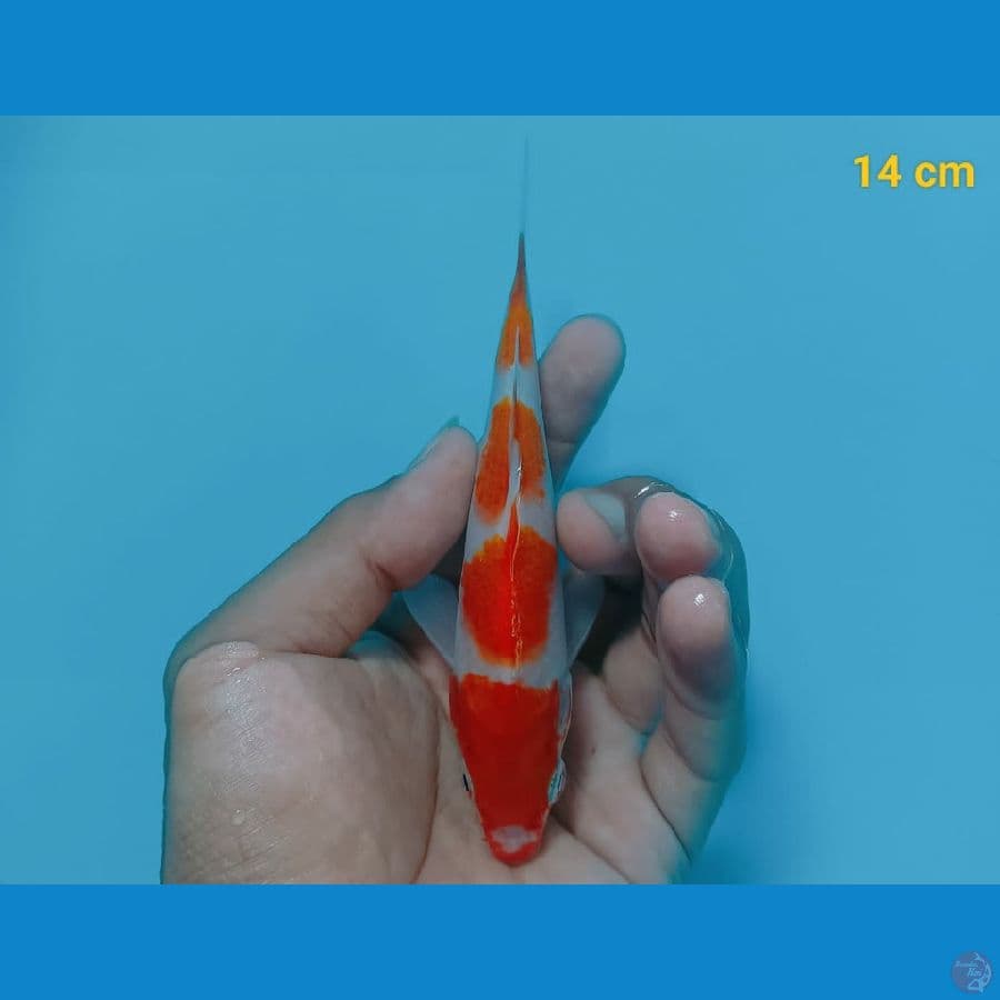 kohaku 14cm