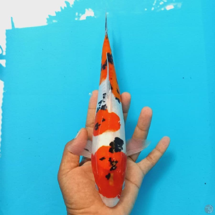 sanke 28cm