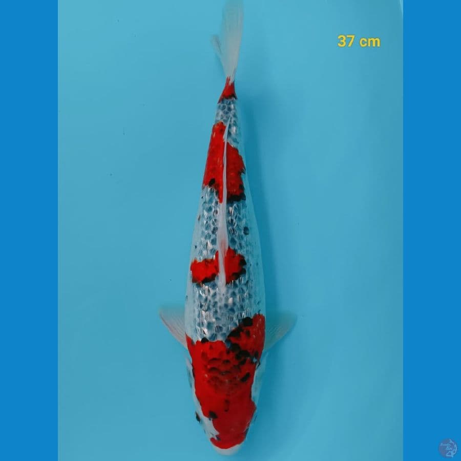 gosiki 37cm
