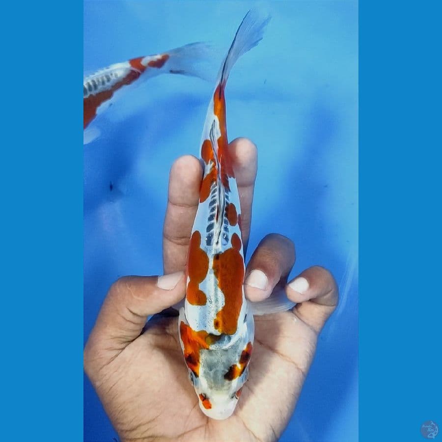 20cm