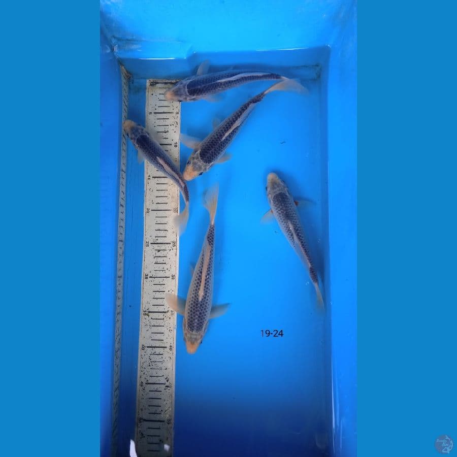 asagi 19-24cm