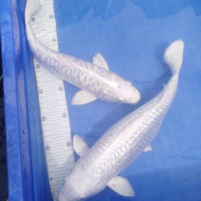 Platinum sisik gajah & ginrin