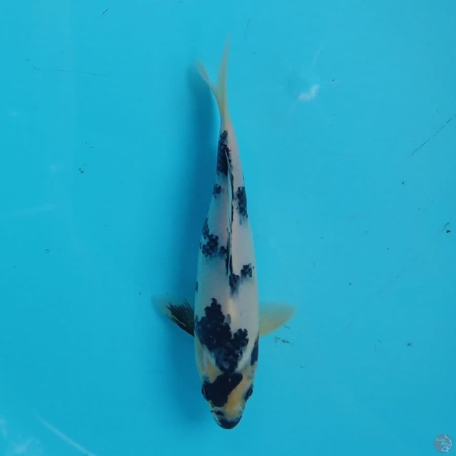 Mini Shiro Super 19cm