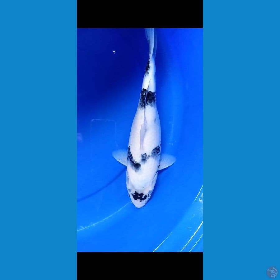 Shiro 35cm