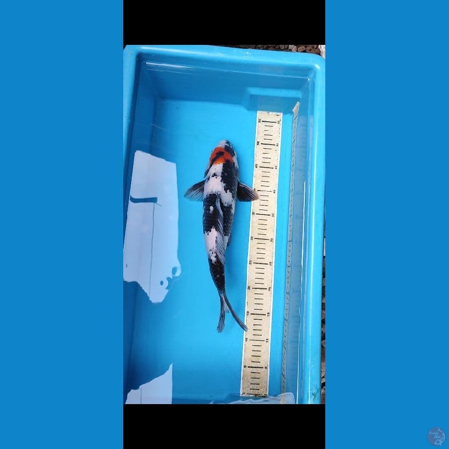 Tancho showa 38cm Male