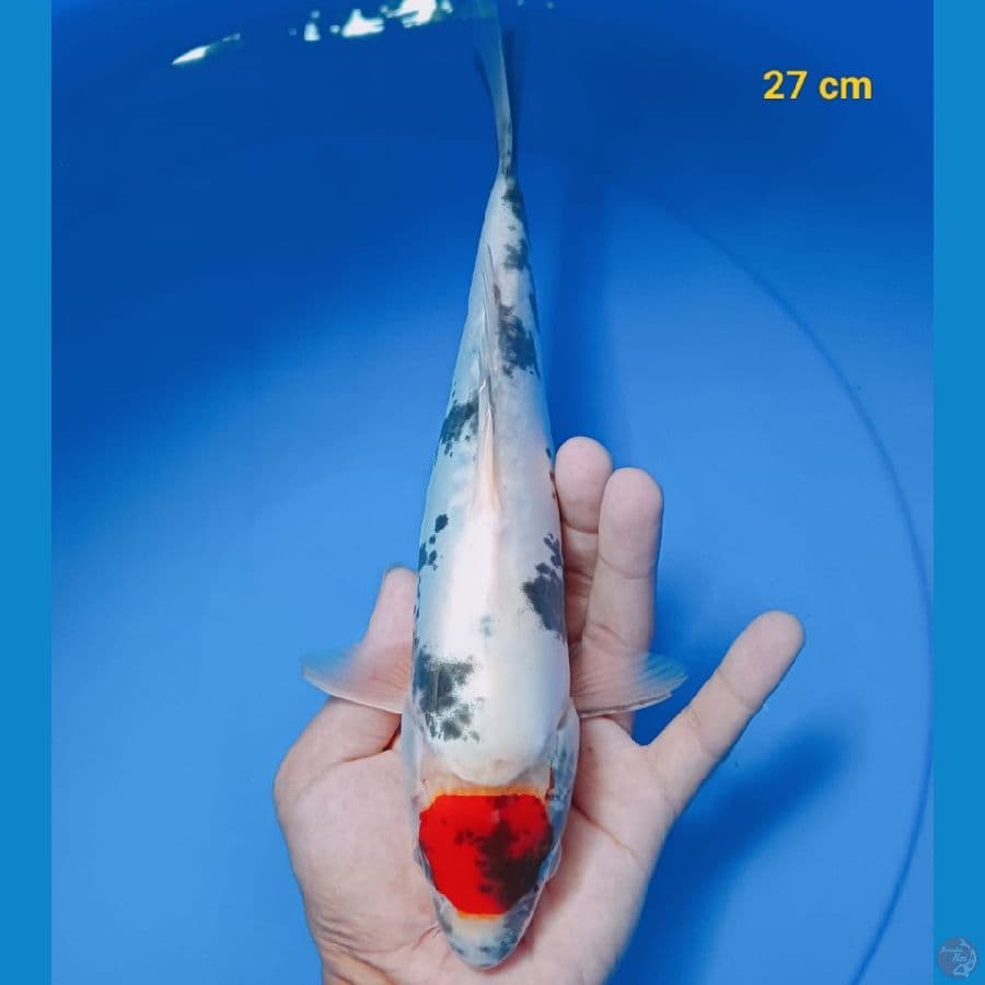 *TANCHO SHOWA//27 CM*