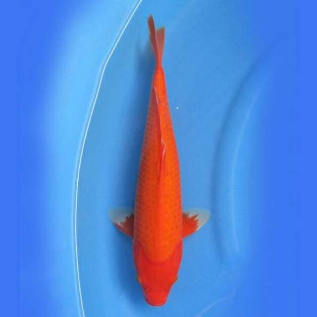 Near Koi - Benigoi 37cm
