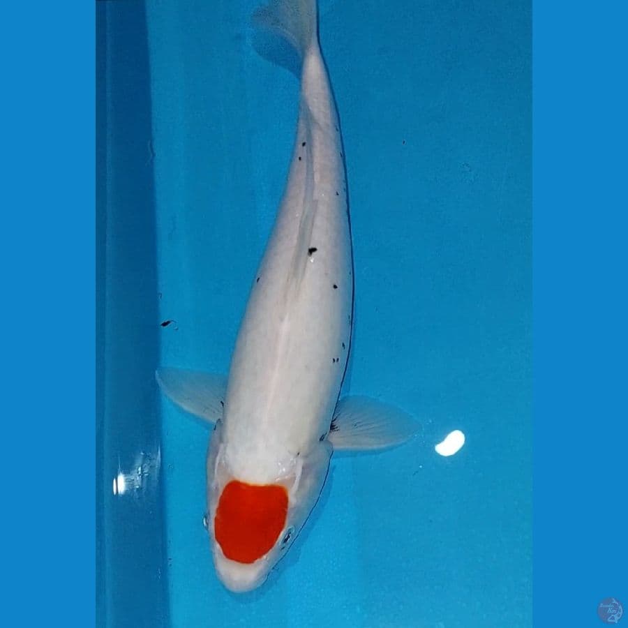 Tancho 37 cm
