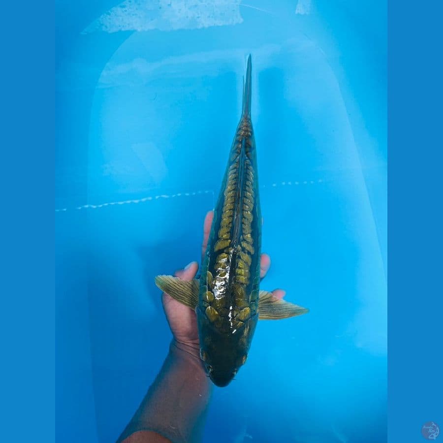 nice aragoke 40cm