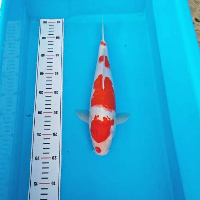 YONDAN KOHAKU