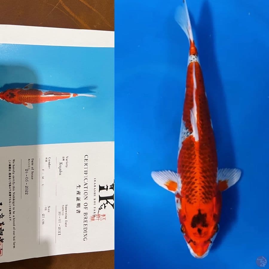 ikarashi kujaku 33cm
