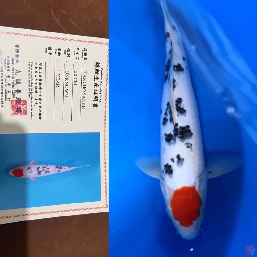 marusei tancho sanke male 35cm