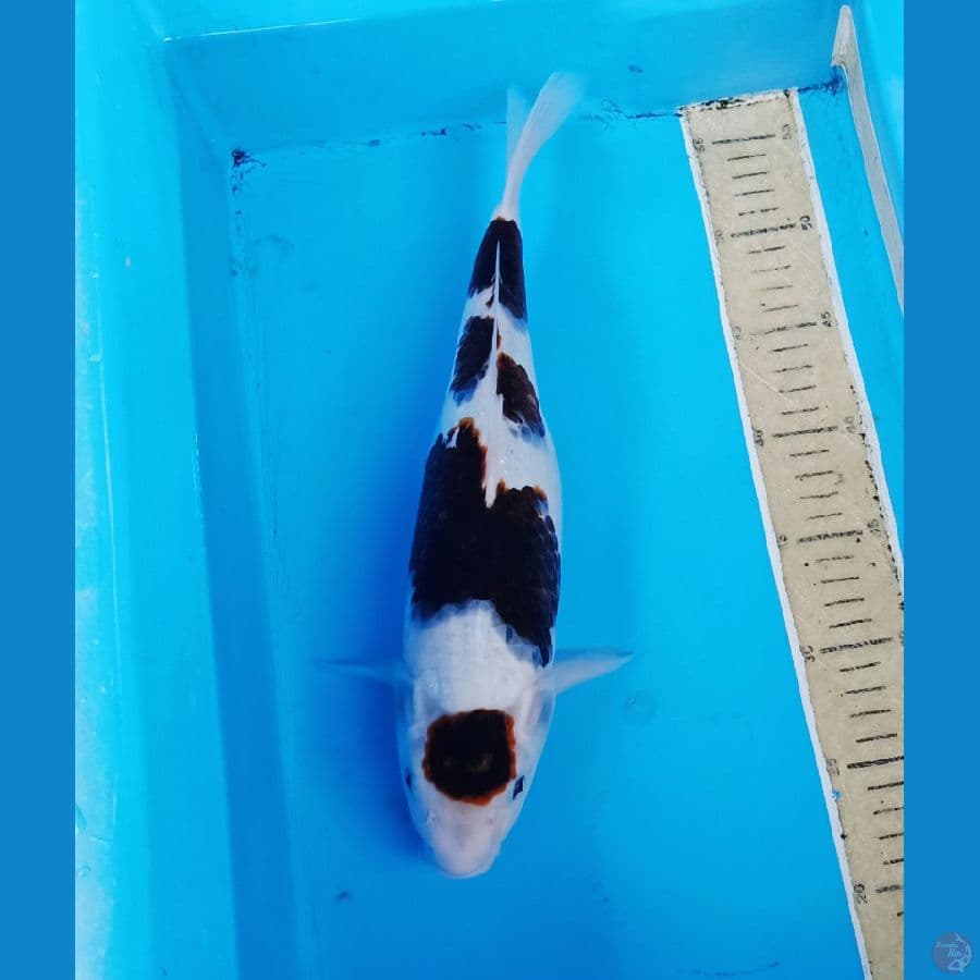 Maruten budho goromo orie 35cm
