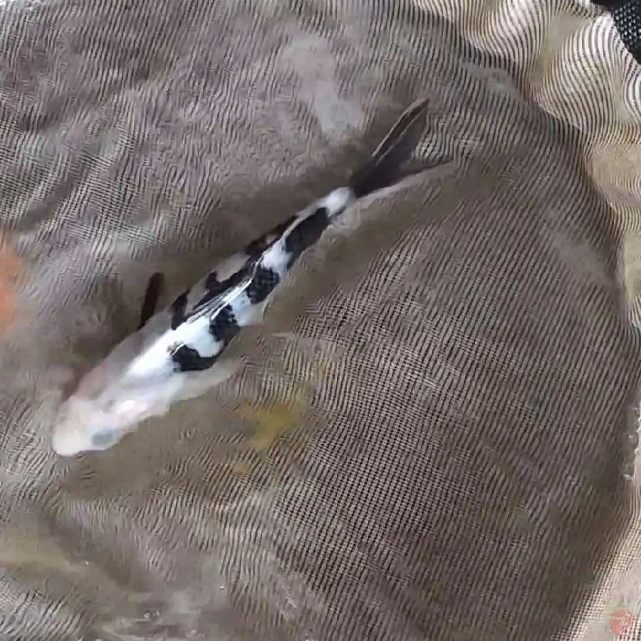 Shiro Keeping 15cm
