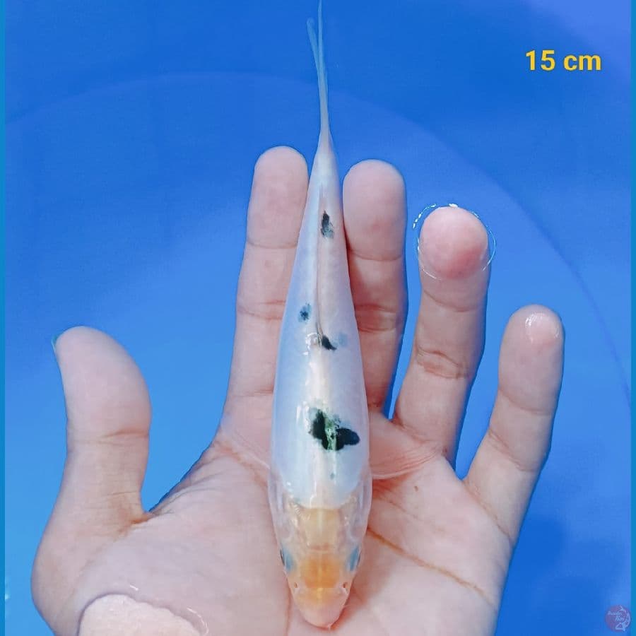 Bekko Doit 15 cm