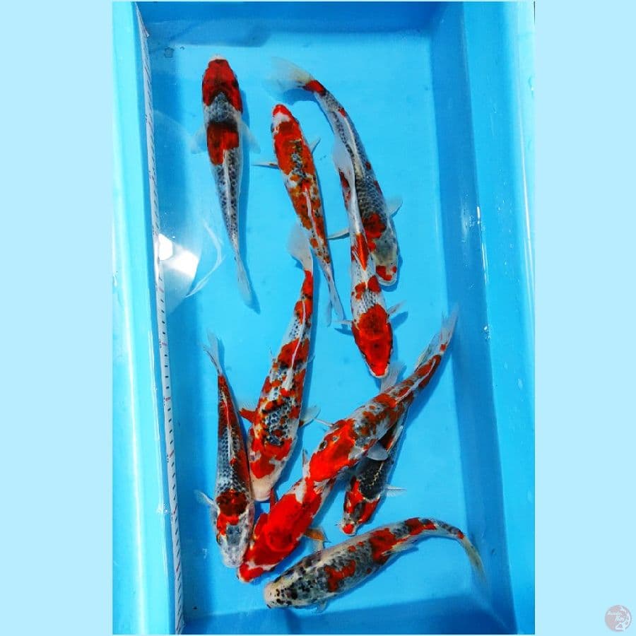 ١.paket gosiki 10 ekor 23-30cm
