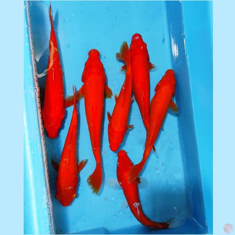 ٦. paket benigoi 7 ekor 23-27cm