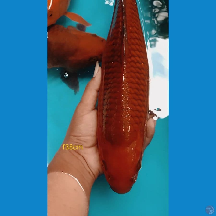 tembaga 38cm