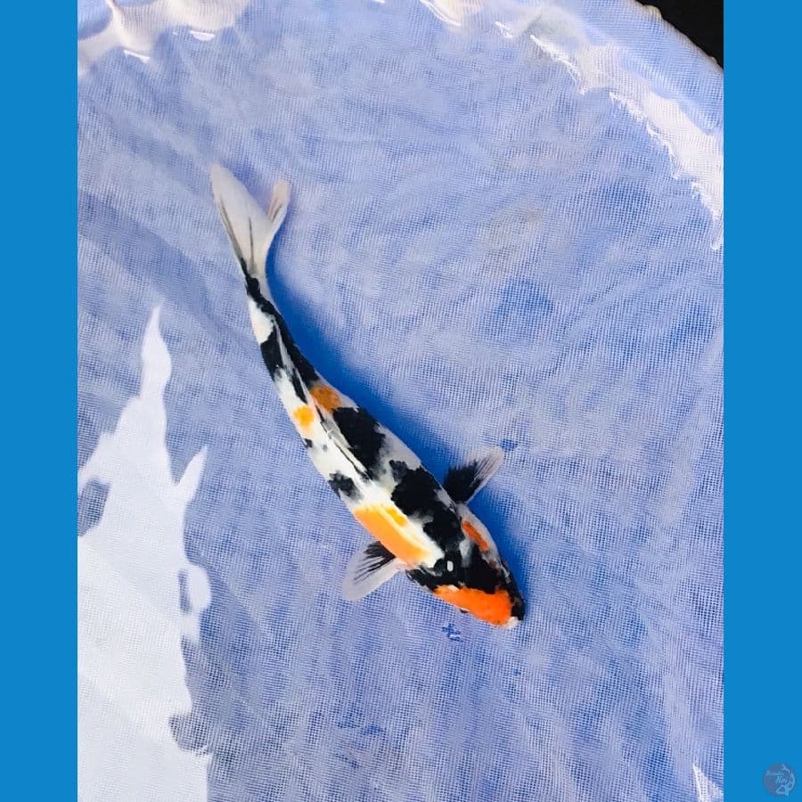 kin showa 31cm Female