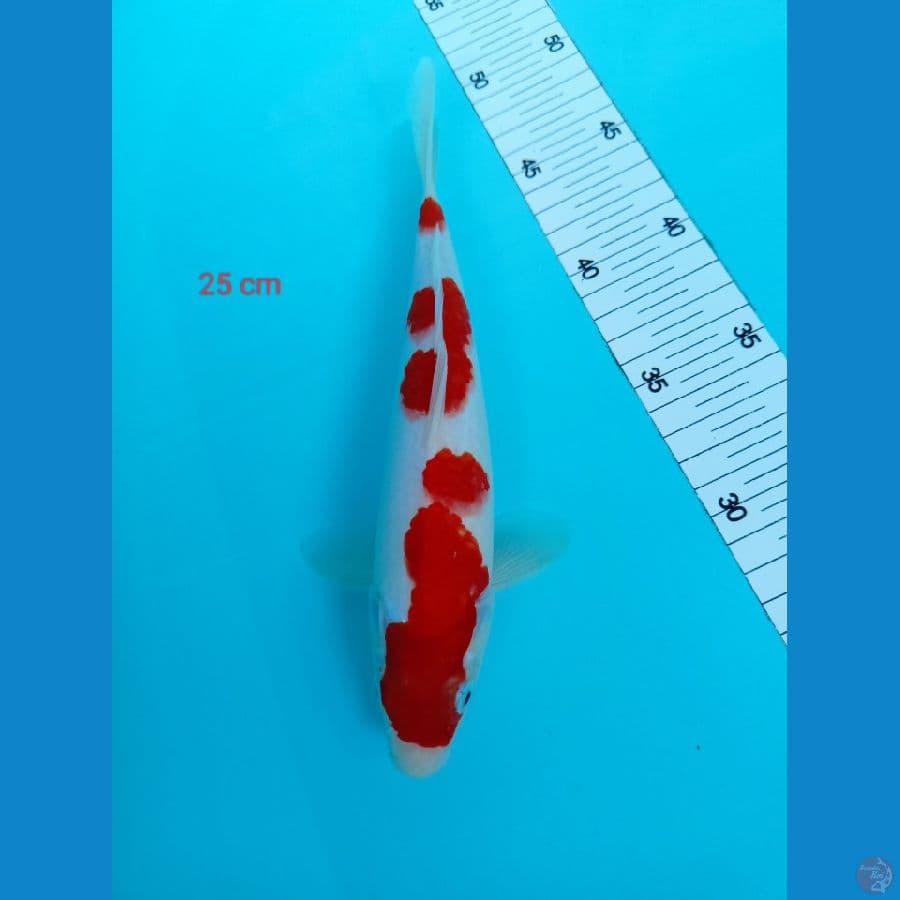 kohaku 25 cm