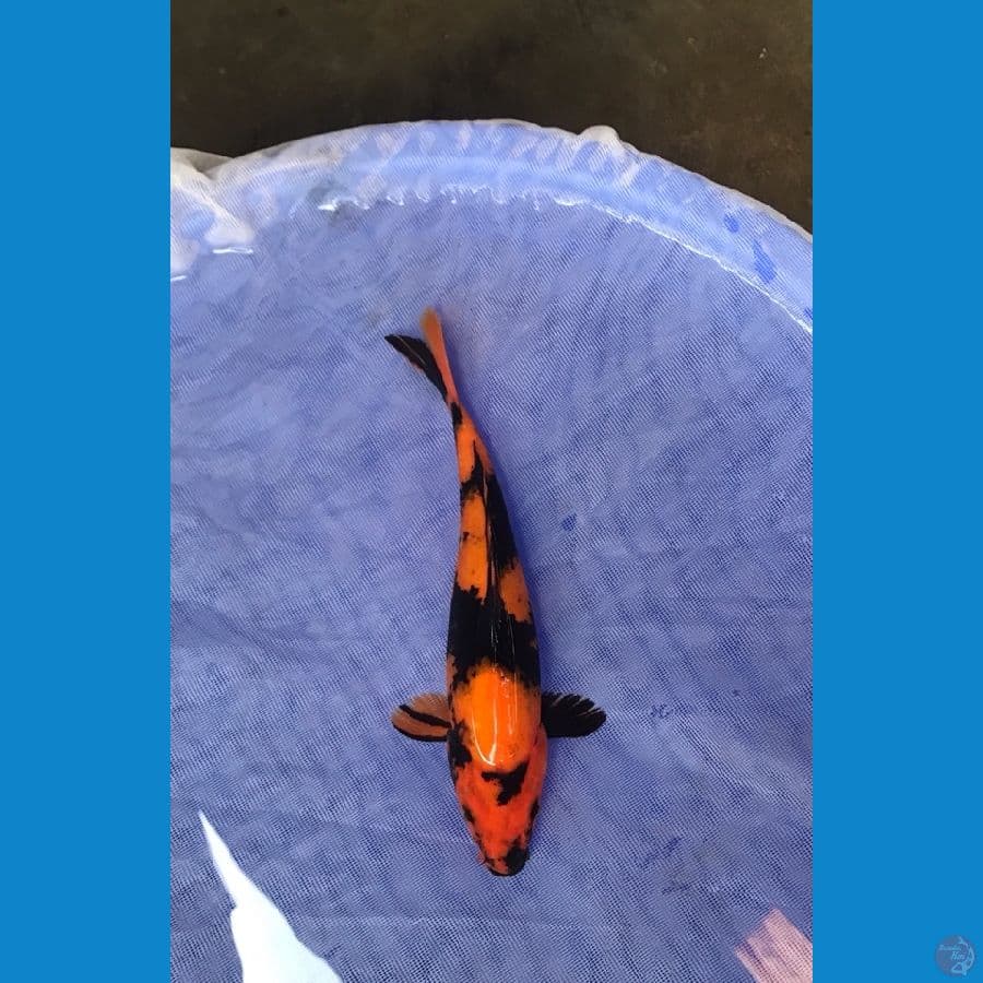 HIUTSURI SUMI TAJEM 31cm F