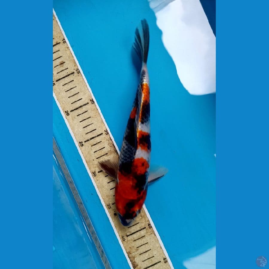goshiki showa 27cm