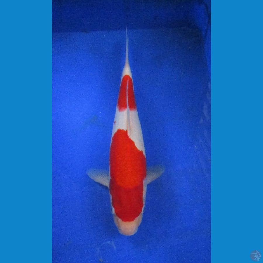 nidan kohaku ±34cm jantan