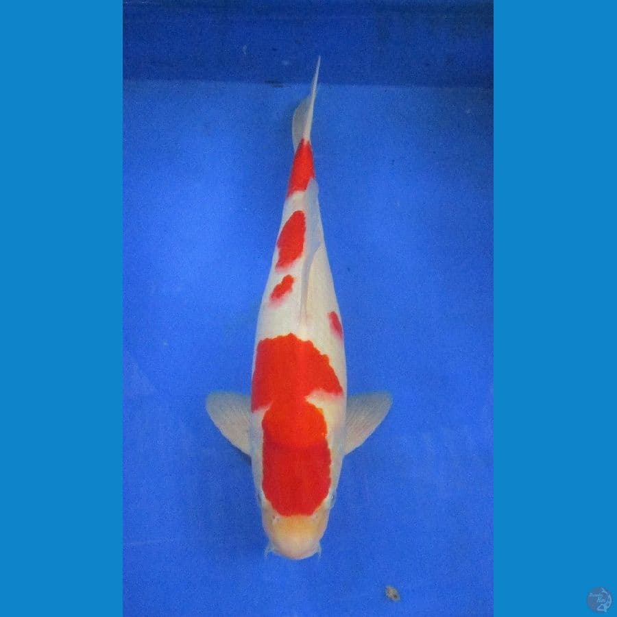 kohaku ±34cm