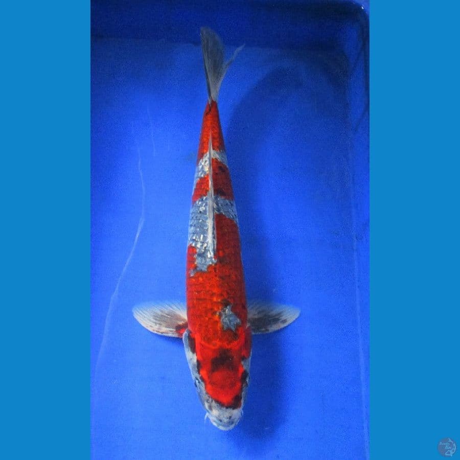 Ochiba shigure ginrin ±45cm jantan