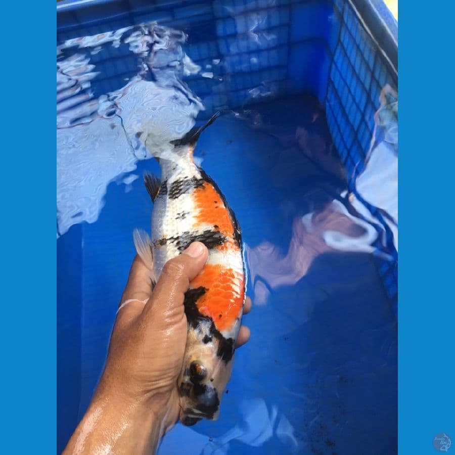 SHOWA ORI 28cm