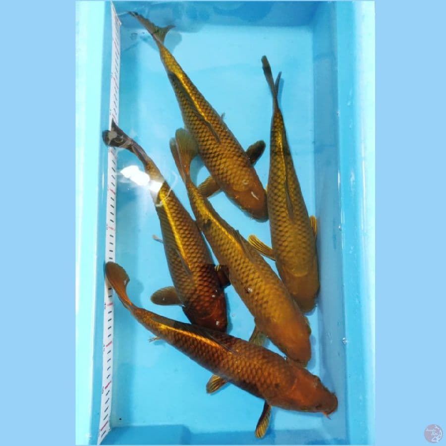 ٩. paket cagoi tembaga size 35cm 5 ekor