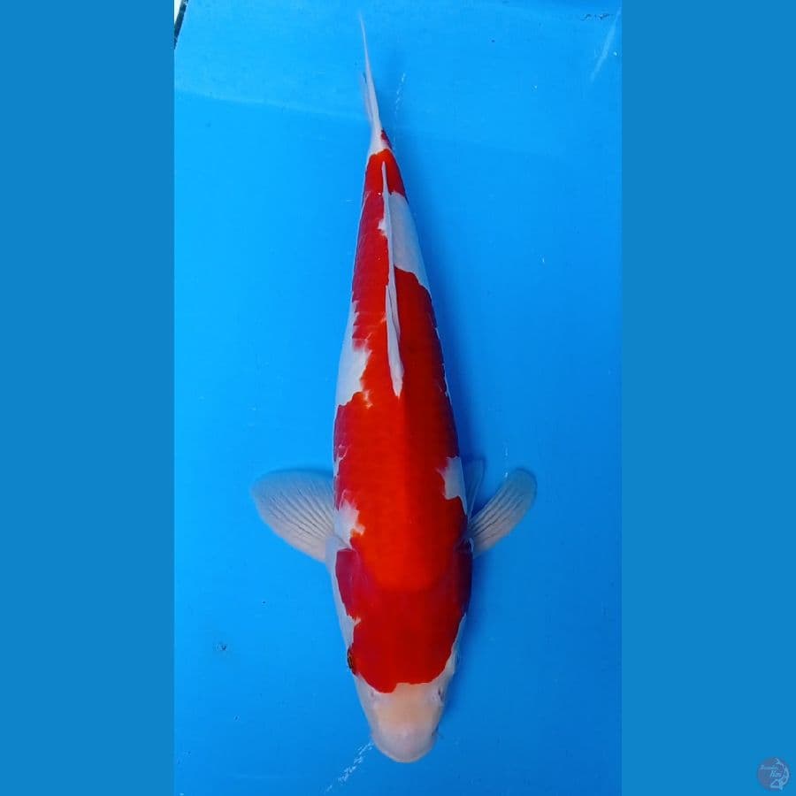 KOHAKU 47CM Jantan