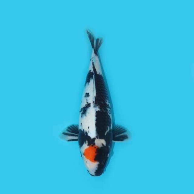 TANCHO SHOWA BERPUNUK 30 CM