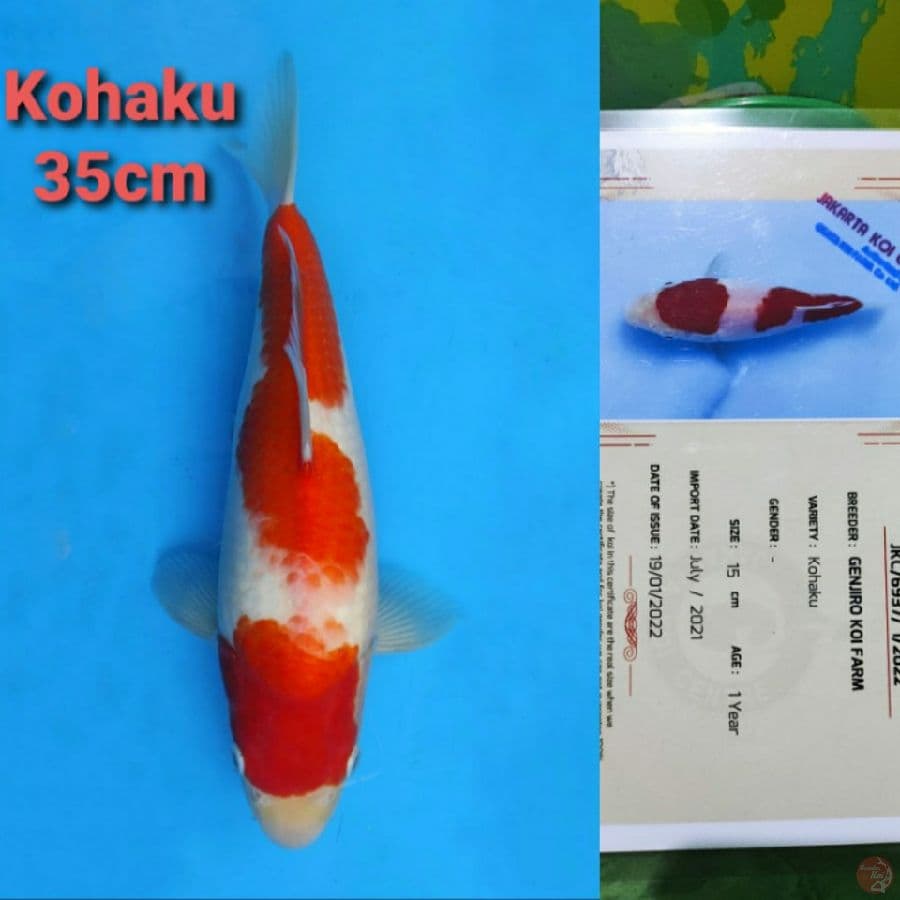 GENJIRO KOHAKU 35CM SERTI