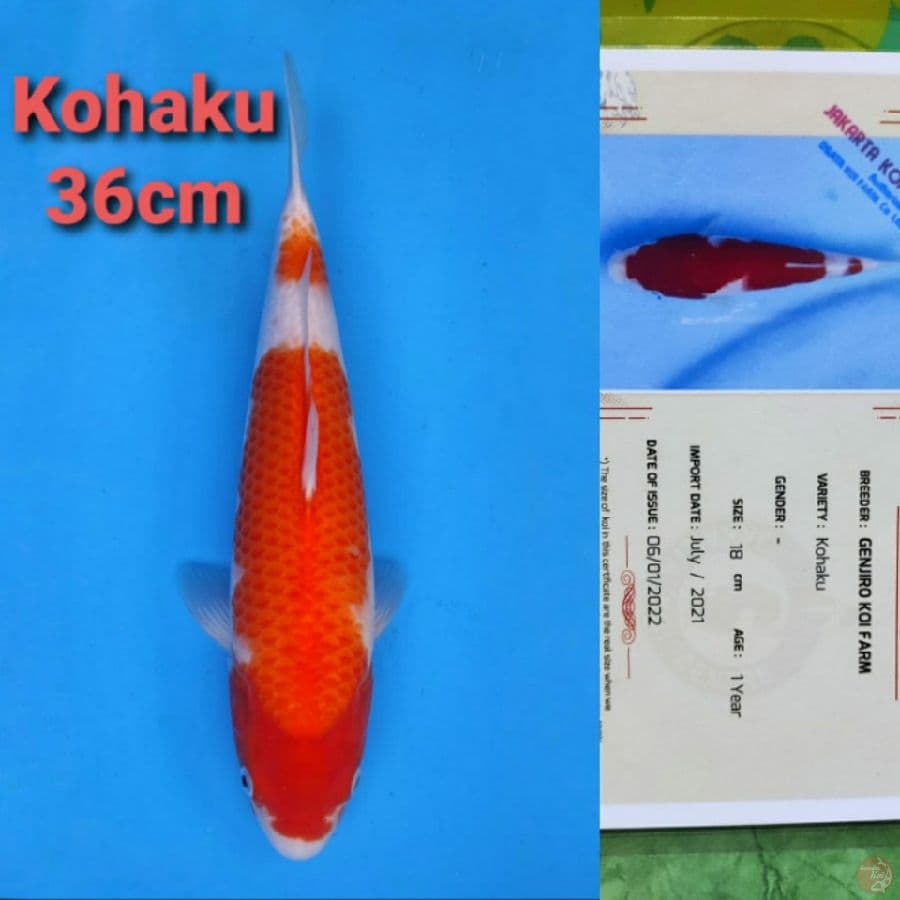 GENJIRO KOHAKU 36CM SERTI