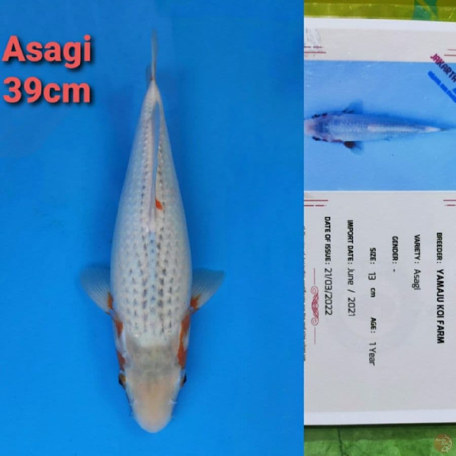 YAMAJYU ASAGI 39CM SERTI