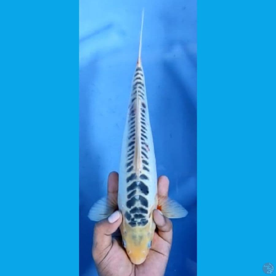 SHUSUI JANTAN #31cm
