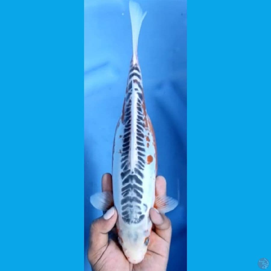 SHUSUI #31cm
