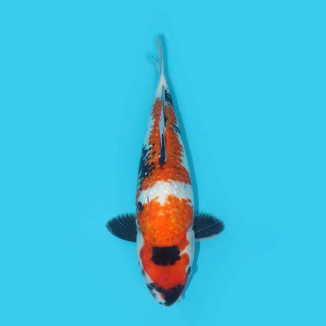 SHOWA GINRIN BERPUNUK 35 CM