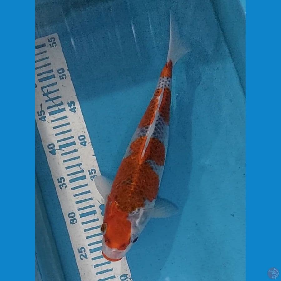 Gosiki 31 cm F